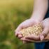 close-up-selective-focus-two-hands-beautiful-asian-young-woman-farmer-holding-organic-rice-min