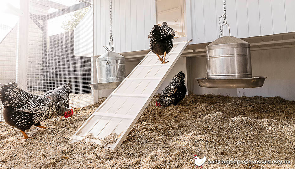 hemp-bedding-in-mansion-coop-with-wyandotte-chickens